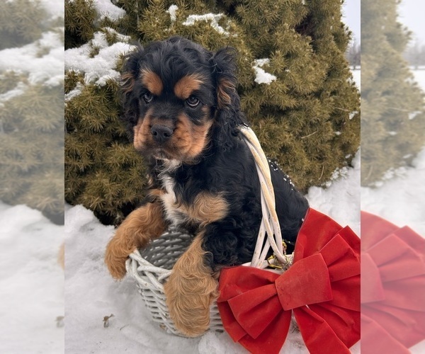Medium Photo #3 Cocker Spaniel Puppy For Sale in MIDDLEBURY, IN, USA
