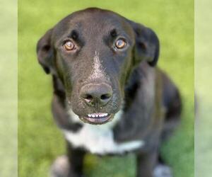 Gabi - Female Labrador Retriever-Unknown Mix Dog for Adoption - Photo #2