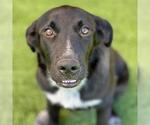 Small Photo #2 Labrador Retriever-Unknown Mix Puppy For Sale in San Diego, CA, USA