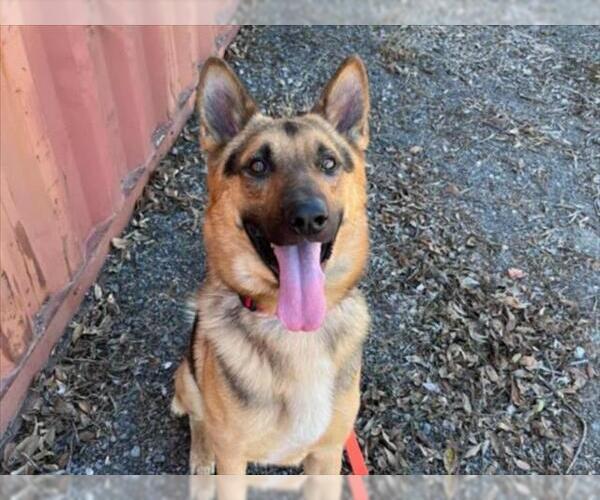 Medium Photo #2 German Shepherd Dog Puppy For Sale in Martinez, CA, USA