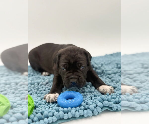 Medium Photo #2 Mutt Puppy For Sale in Brooklyn, NY, USA