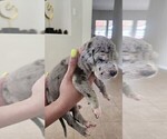Small Photo #1 Great Dane Puppy For Sale in FORNEY, TX, USA