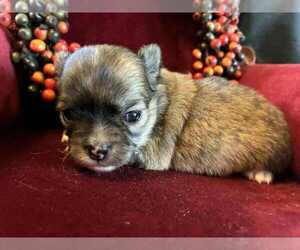 Chihuahua Puppy for sale in NEWVILLE, PA, USA