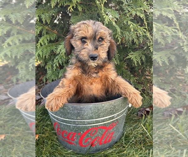 Medium Photo #4 Mini Whoodle (Wheaten Terrier/Miniature Poodle) Puppy For Sale in MIDDLEBURY, IN, USA