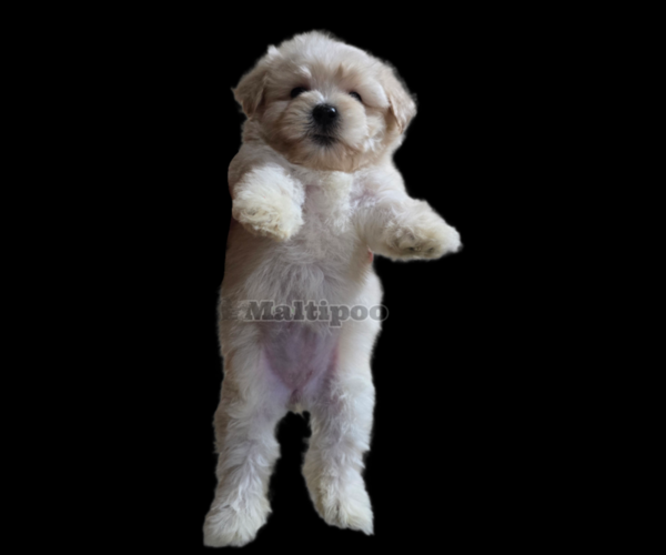 Medium Photo #4 Maltipoo Puppy For Sale in SAN DIEGO, CA, USA