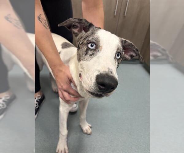 Medium Photo #1 Catahoula Leopard Dog-Labrador Retriever Mix Puppy For Sale in Baytown, TX, USA