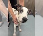 Small Catahoula Leopard Dog-Labrador Retriever Mix