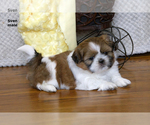 Small #14 Shih Tzu
