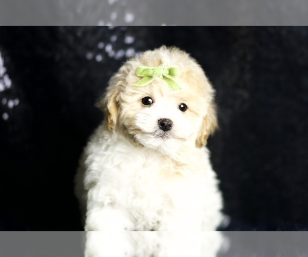 Medium Photo #13 Maltipoo (Miniature) Puppy For Sale in WARSAW, IN, USA