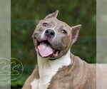 Small #4 American Pit Bull Terrier Mix