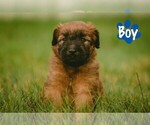 Puppy Buddy Soft Coated Wheaten Terrier