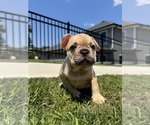 Small Photo #16 French Bulldog Puppy For Sale in SAYREVILLE, NJ, USA