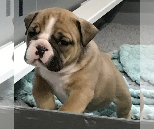 Medium Photo #8 Bulldog Puppy For Sale in OAK RIDGE N, TX, USA