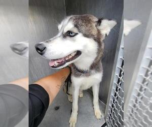 Huskies -Unknown Mix Dogs for adoption in San Antonio, TX, USA
