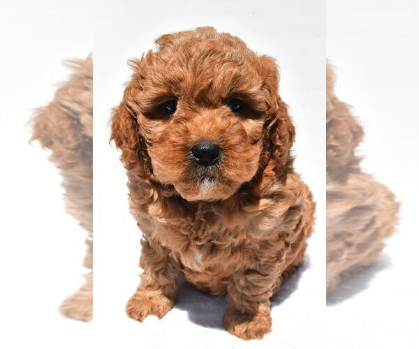 Medium Photo #56 Goldendoodle mix (+ Poodle Miniature) Puppy For Sale in DURHAM, CT, USA