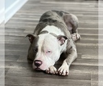 Small #14 American Pit Bull Terrier
