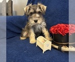 Small #9 Schnauzer (Miniature)
