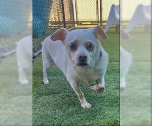 Chihuahua-Unknown Mix Dogs for adoption in Woodbury, NY, USA