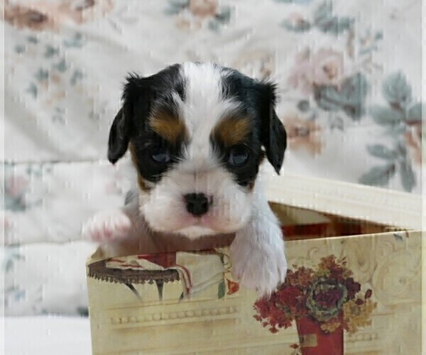 Medium Photo #11 Cavalier King Charles Spaniel Puppy For Sale in MARCELLUS, MI, USA