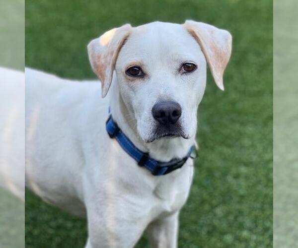 Medium Photo #1 Lab-Pointer Puppy For Sale in San Diego, CA, USA