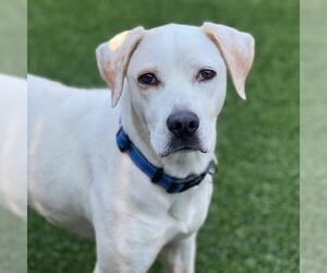 Lab-Pointer Dogs for adoption in San Diego, CA, USA