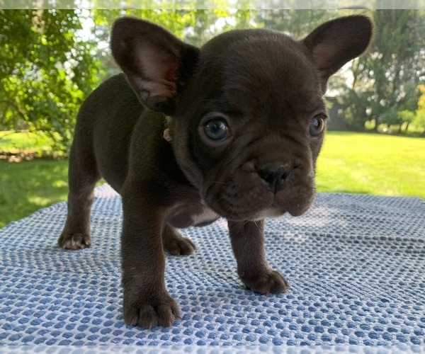 Medium Photo #21 French Bulldog Puppy For Sale in BREMEN, IN, USA