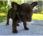 Small Photo #21 French Bulldog Puppy For Sale in BREMEN, IN, USA