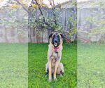 Small #11 Shepradors