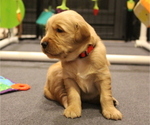 Puppy Red Golden Retriever