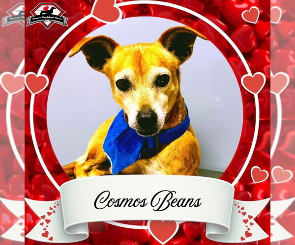 Medium Photo #9 Chiweenie Puppy For Sale in San Antonio, TX, USA