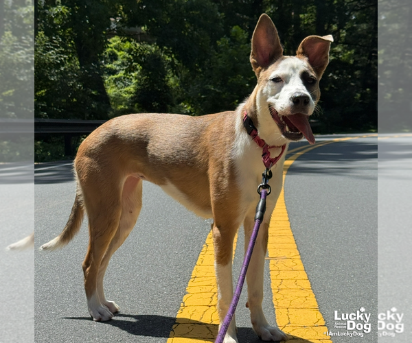 Medium Photo #8 Australian Shepherd-Unknown Mix Puppy For Sale in Washington, DC, USA