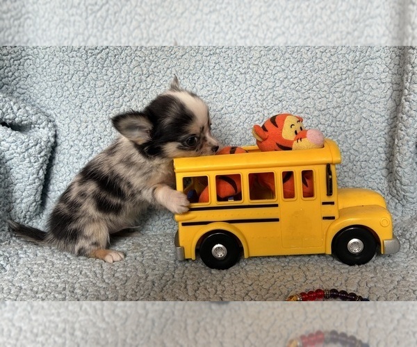 Medium Photo #5 Chihuahua Puppy For Sale in NEWVILLE, PA, USA