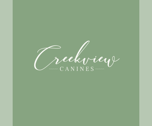 Mother of the Schnauzer (Miniature) puppies born on 11/02/2025