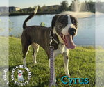 Cyrus - Male American Staffordshire Terrier-Australian Shepherd Mix Dog for Adoption - Small photo