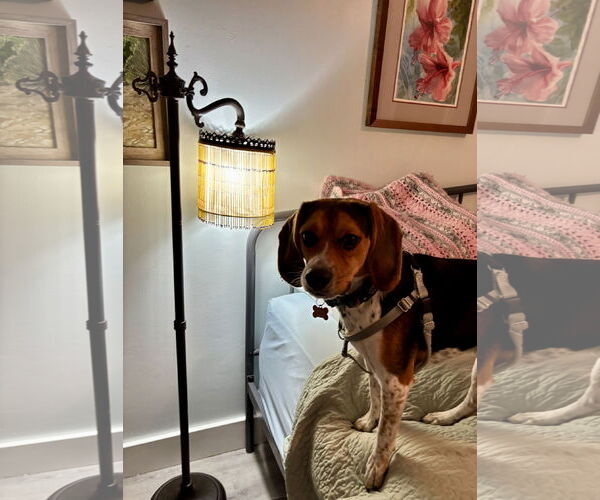 Medium Photo #5 Beagle Puppy For Sale in Tampa, FL, USA