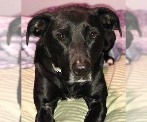 Micki - Female American Staffordshire Terrier-Unknown Mix Dog for Adoption - Photo #4