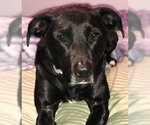 Small #3 American Staffordshire Terrier Mix