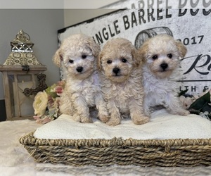 Poodle (Toy) Litter for sale in QUEEN CREEK, AZ, USA