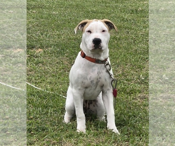 Medium Photo #31 American Bulldog Puppy For Sale in MARYVILLE, MO, USA