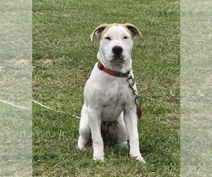 Medium American Bulldog
