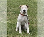 Puppy Lyla American Bulldog