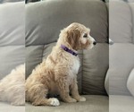 Small Photo #19 Goldendoodle Puppy For Sale in CITRUS HEIGHTS, CA, USA