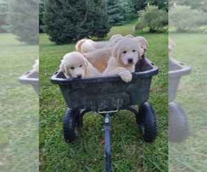 Great Pyrenees Puppy for sale in WARRIORS MARK, PA, USA