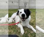 Small #21 Great Pyrenees Mix