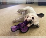 Small Photo #6 French Bulldog Puppy For Sale in HAGERSTOWN, MD, USA