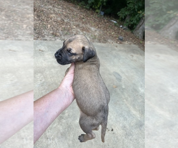 Medium Photo #6 Great Dane Puppy For Sale in CLANTON, AL, USA