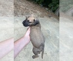 Small Photo #6 Great Dane Puppy For Sale in CLANTON, AL, USA
