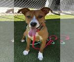 Small #2 American Pit Bull Terrier Mix