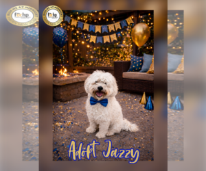 Havanese Dogs for adoption in Menifee, CA, USA