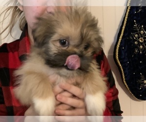 Shih Tzu Puppy for sale in ANDERSON, SC, USA